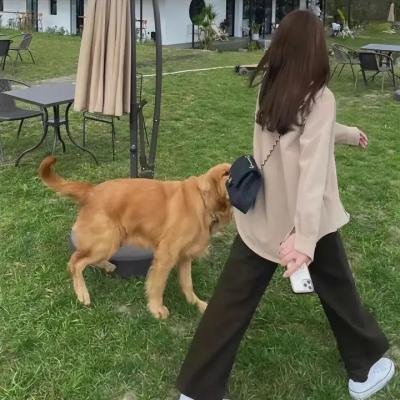 狗仔队